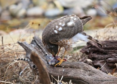 Sharp-shinned Hawk eating a Downy Woodpecker female, Rogers Co yard, OK, 1-5-17, Jpa_64481.jpg