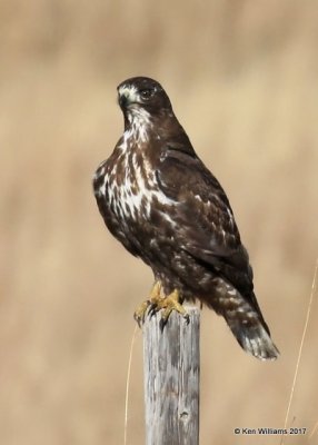 Red-tailed Hawk Harlan's adult, Osage Co, OK, 1-7-17, Jpa_65217.jpg