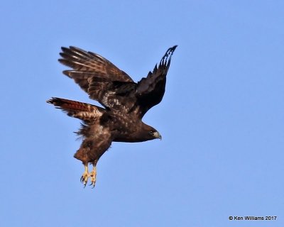 Red-tailed Hawk dark morph adult, Osage Co, OK, 1-7-17, Jpa_64706.jpg