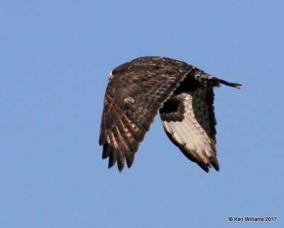 Rough-legged Hawk dark morph adult male, Osage Co, OK, 1-7-17, Jpa_65297.jpg