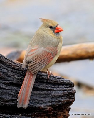 Northern Cardinal female, Rogers Co, OK, 1-12-16, Jpa_00113.jpg