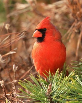 Northern Cardinal male, Rogers Co, OK, 1-12-16, Jpa_00130.jpg
