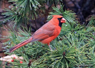 Northern Cardinal male, Rogers Co, OK, 1-12-16, Jpa_00149.jpg
