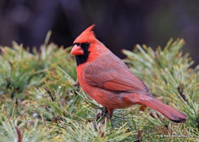 Northern Cardinal male, Rogers Co, OK, 1-12-16, Jpa_00197.jpg