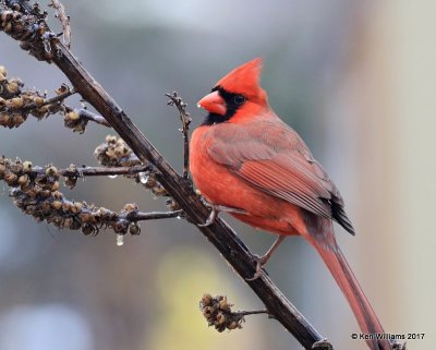 Northern Cardinal male, Rogers Co, OK, 1-12-16, Jpa_00202.jpg