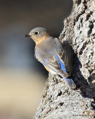 Eastern Bluebird female, Roman Nose State Park, OK, 1-27-17, Ja_01975.jpg
