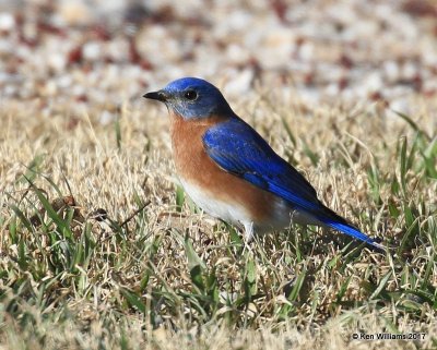 Eastern Bluebird male, Roman Nose State Park, OK, 1-27-17, Ja_01996.jpg