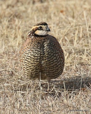 Northern Bobwhite Quail male, Foss Lake, OK,  01_26_2017_Ja_23398.jpg