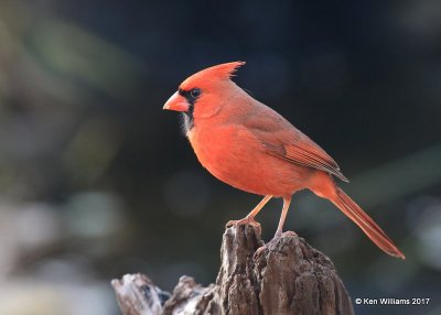 Northern Cardinal male, Rogers Co yard, OK, 1-21-17, Jp_00725.jpg
