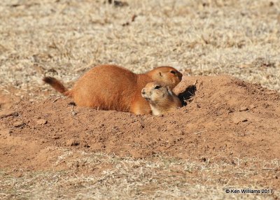 Black-tailed Prairie Dogs, Blaine Co, OK,  01_26_2017_Ja_23246.jpg