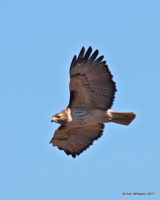 Red-tailed Hawk, Alfalfa Co, OK, 1-27-17, Ja_02015.jpg