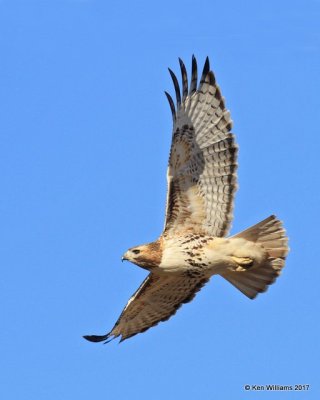 Red-tailed Hawk, Osage Co, OK, 1-23-2017, Ja_01233.jpg