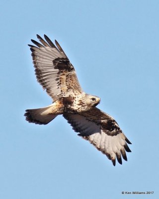 Rough-legged Hawk light-morph female, Osage Co, OK, 1-23-2017, Ja_01220.jpg
