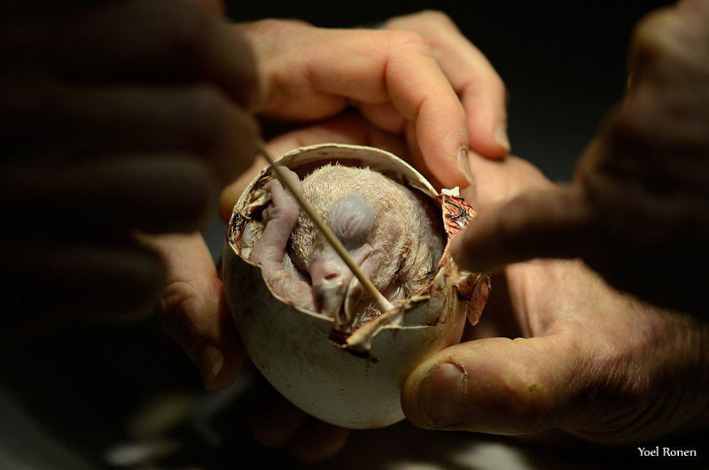 Eaglet egg required medical treatment