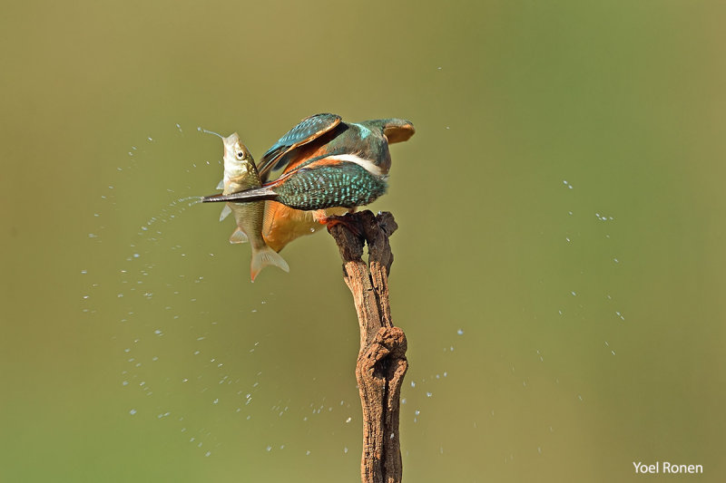DSC_8467pb.jpg