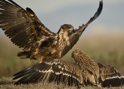 Imperial Eagle   & White-tailed Eagle  