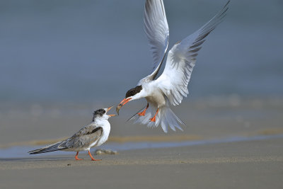 DSC_9124pb.jpg