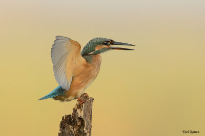 common_kingfisher