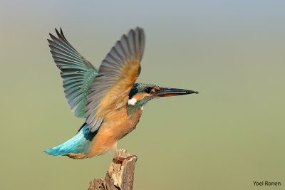 common_kingfisher