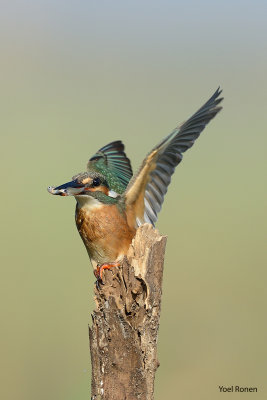 common_kingfisher