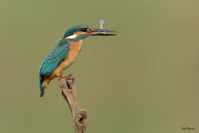 common_kingfisher