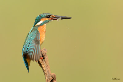 common_kingfisher