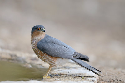 Euroasian Sparrowhawk  