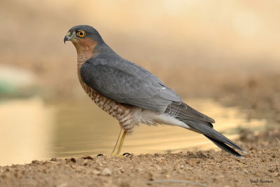 Euroasian Sparrowhawk  