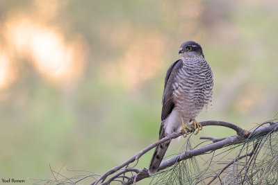 Euroasian Sparrowhawk  