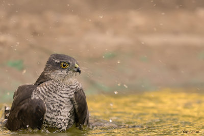 Euroasian Sparrowhawk  