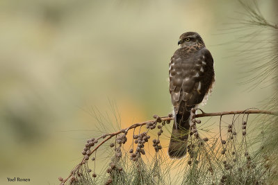 Euroasian Sparrowhawk  