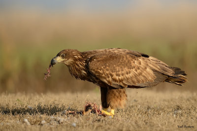  White-tailed Eagle  