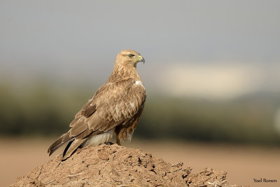 Long Legged Buzzard 