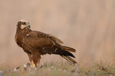 Marsh Harrier 