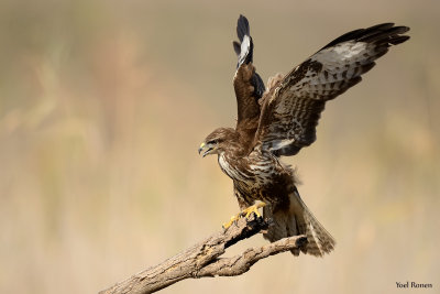 Common Buzzard  