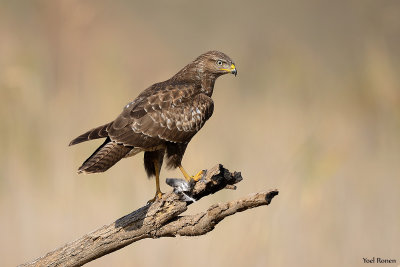 Common Buzzard  