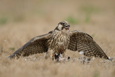 Falco peregrinus