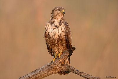 Common Buzzard  