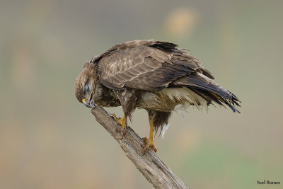 Common Buzzard  