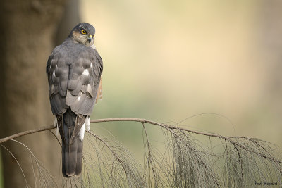 Euroasian Sparrowhawk  