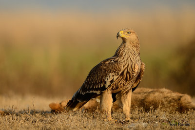 Imperial Eagle 