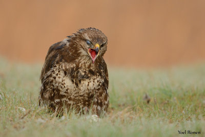 Common Buzzard 