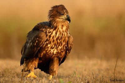 White-tailed Eagle