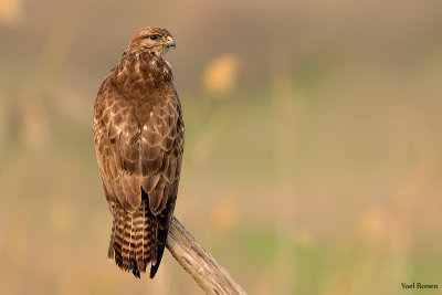 Common Buzzard