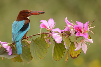 White-throated Kingfisher