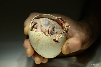 Eaglet egg required medical treatment