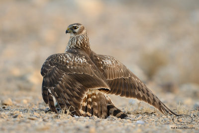 Hen Harrier 