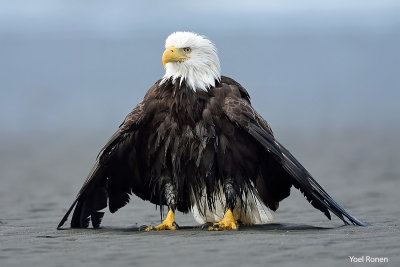 bald eagle