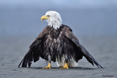 bald eagle