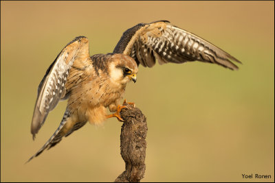 red_footed_falcon_